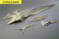 藏品(瑞氏海豚)的圖片